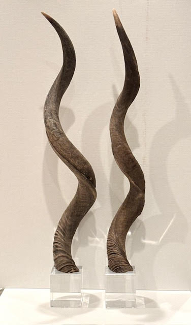 African Kudu Bull Horns, Vintage - Anecdote