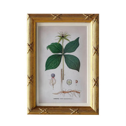 Botanique Matted Frame - Anecdote