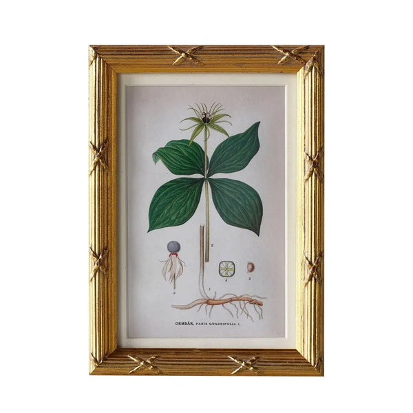 Botanique Matted Frame - Anecdote