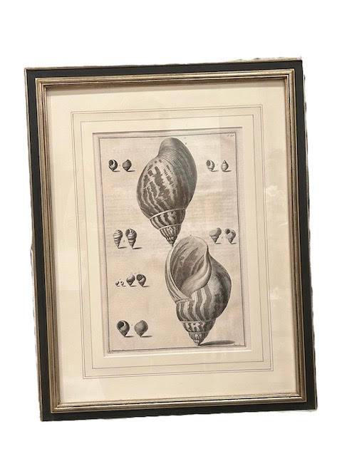 Shell Lithographs, Vintage - Anecdote