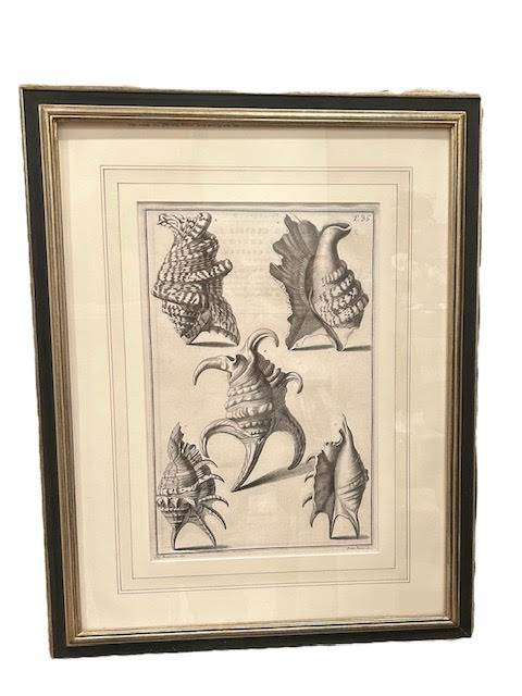 Shell Lithographs, Vintage - Anecdote