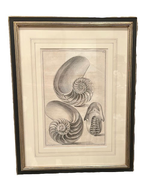 Shell Lithographs, Vintage