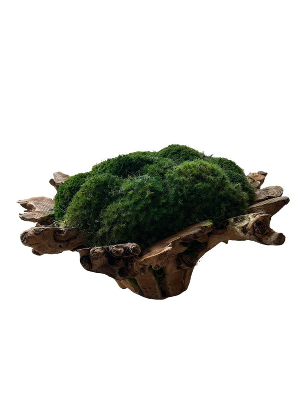 Moss in an Organic Wooden Bowl - Anecdote