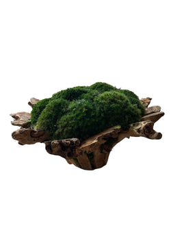 Moss in an Organic Wooden Bowl